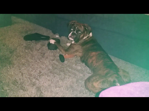 THOR eating my new shoes