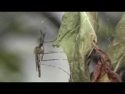 Видео: Глобальная оценка таксономических связей и примесей в комплексе комаров Culex Pipiens