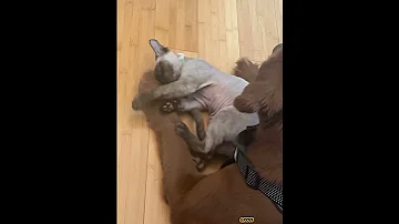 Labrador Cat 