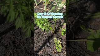 Day 18 of growing my magical carrots #growingcarrots #carrots #plants #gardening #grow #purplecarrot