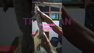 Tokek Rumah Super