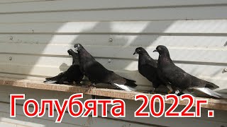 Голубята 2022года.