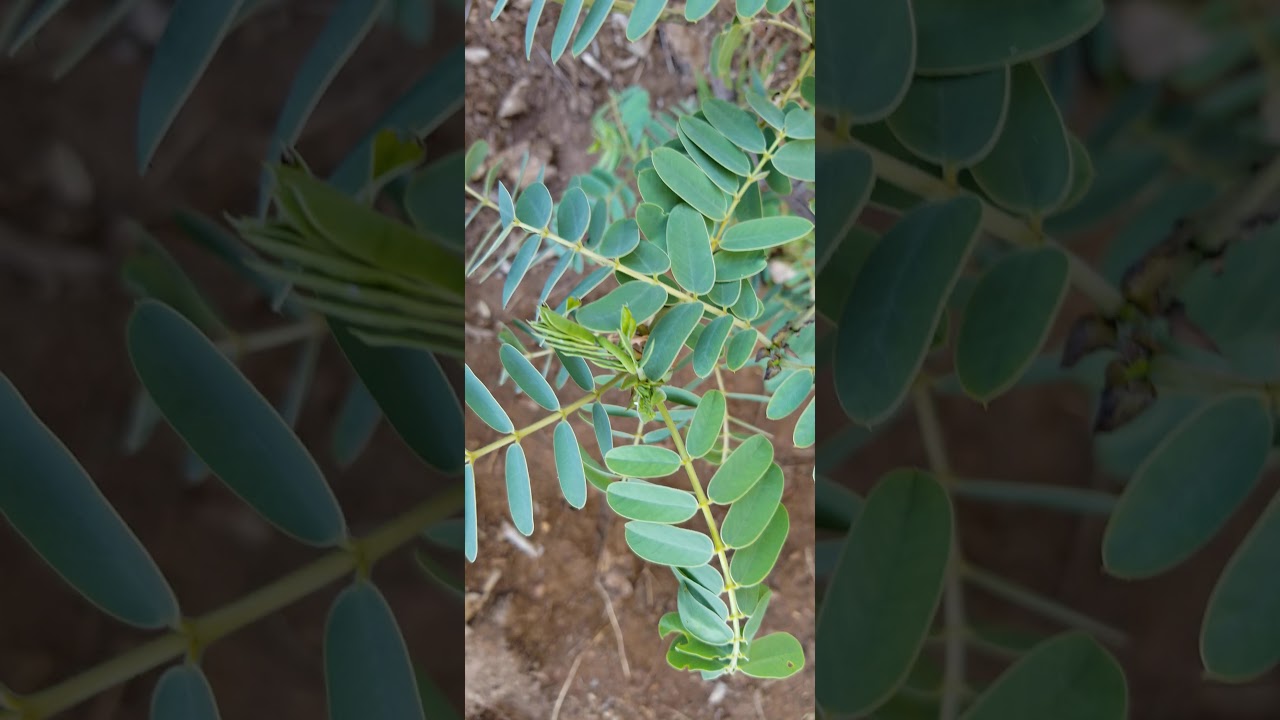 Cloudless sulphur butterfly