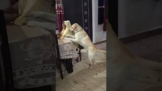 kutta apna Khoj ke hilata hai #labrador #cuteanimal #cutepet