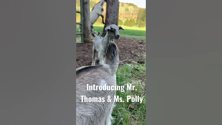We've named the cute baby goats! Introducing Mr. T...