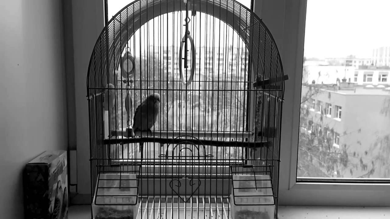 Буктрейлер к книге Чарльза Буковски "Почтамт" - YouTube