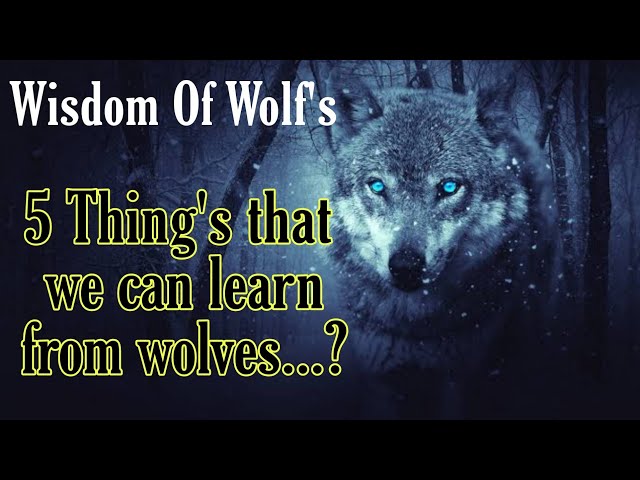 Wisdom Of The Wolves - Best Motivational Video By Wisdom Writes class=