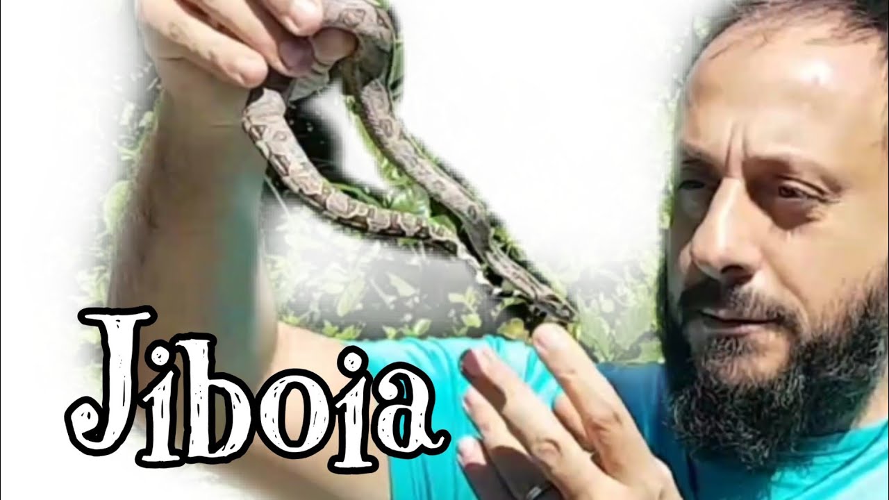 Jiboia