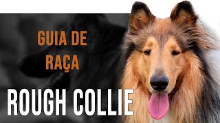 ROUGH COLLIE  All about the breed