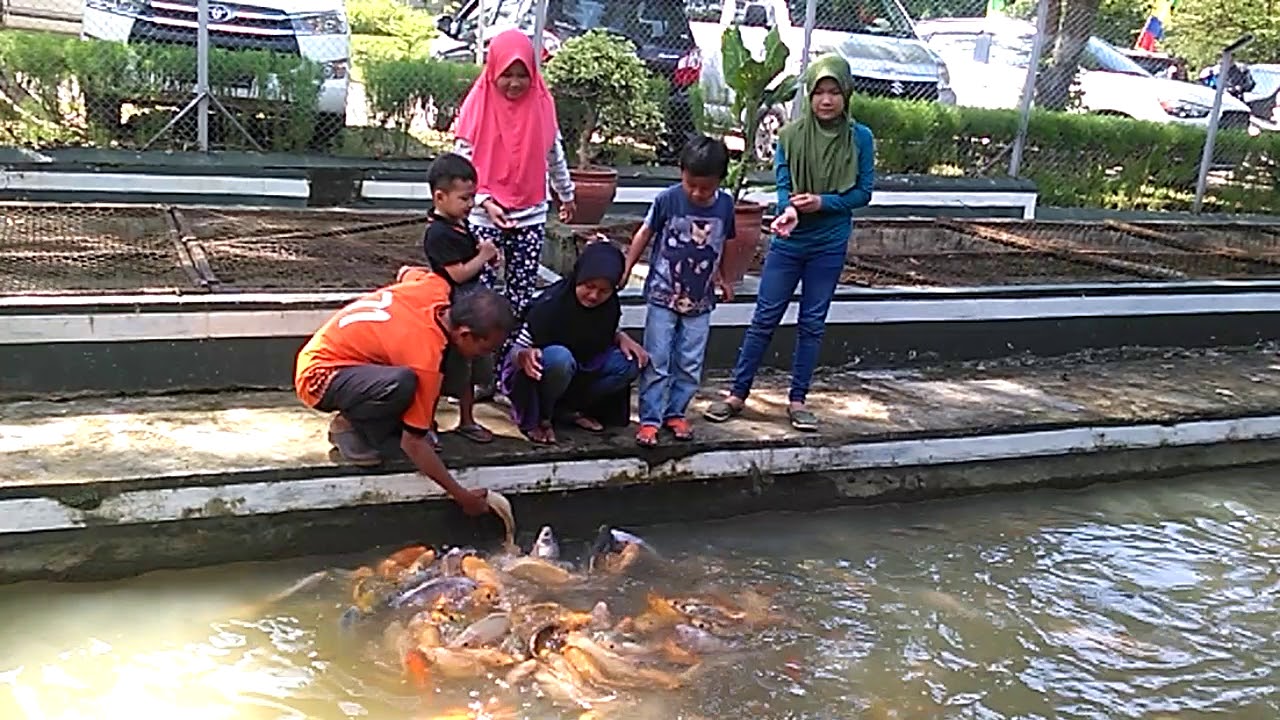  Kolam  ikan  ikan  besar  YouTube