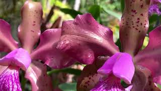 МОИ ЛЮБИМЫЕ ГИБРИДЫ КАТТЛЕЙ, ВЕЧНЫЕ ВАНДЫ. Encyclia Prismatocarpa, Cattleya Schilleriana Hybrid