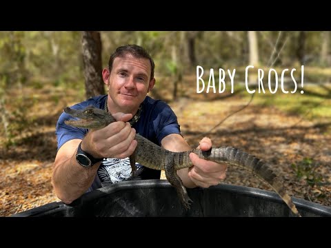 Watch our Baby Crocodiles and Alligators Grow!