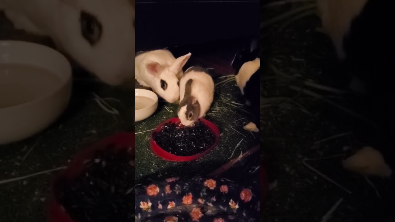 Black Sunflower seeds for the BunBuns 