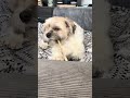 Leo And His Chew Toy