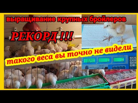 Выращиваю крупных бройлеров. Вес даже меня удивляет. Температурный режим, освещение для бройлеров