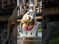 Rescue Team Saved A Cow From Drowning Animals Cow Cartoon Rescue Team Saved A Cow From Drowning Animals Cow Cartoon
