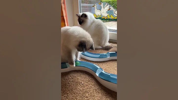 Watch the video about 💙🩵Heilige Birma Kitten Blue Point #cats #kitten #viral #cat #cute #catlover #birman #breed #shorts