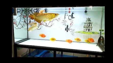 Thả cá rồng vào hồ mới . Cá rồng highback ( Drop the arowana into the new lake. Arowana highback )