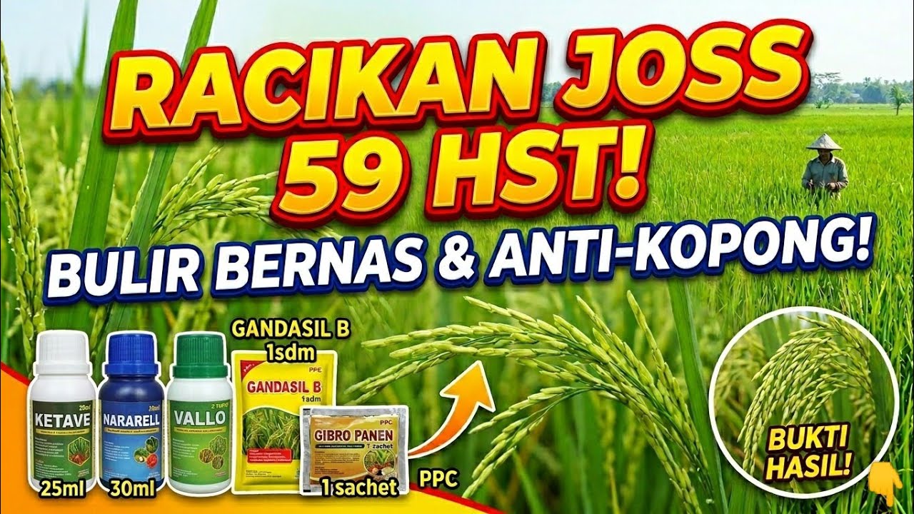 Jangan Salah Dosis! Ini Campuran Insektisida & Fungisida Terbaik untuk Padi Bunting Tua