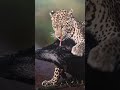 leopard hunting#leopard attack# jungle hunting# wildlife hunting#nature #animal hunting#wild animals