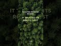 Great Things Take Time 🌳 Trust the Roots #motivation #success #mindfuel #ytshorts #inspiration