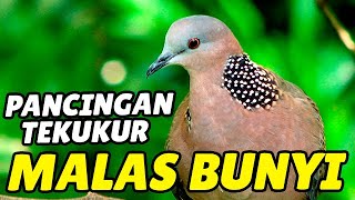 100 Nyaut Tekukur Malas Bunyi Bakalan Gacor Dor Dengar Suara Derkuku Gacor Lokal Ini 100 Nyaut Tekukur Malas Bunyi Bakalan Gacor Dor Dengar Suara Derkuku Gacor Lokal Ini