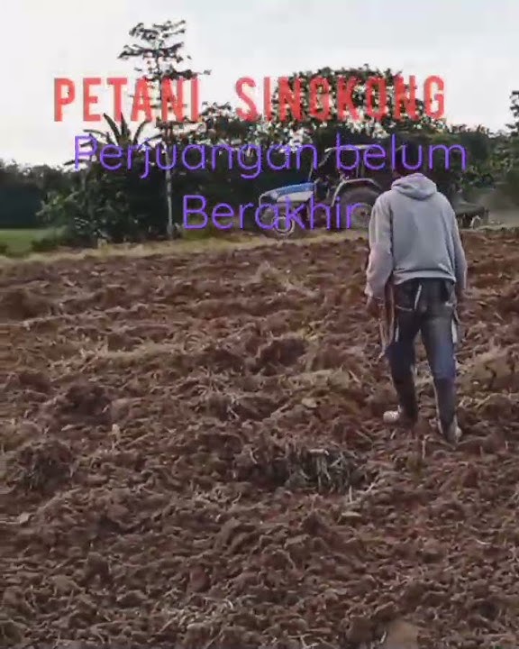 rintihan hidup petani#shortsvideoyoutube