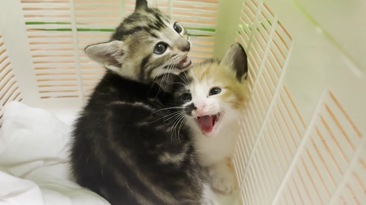 We temporarily protected a stray kitten. - YouTube