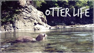 Otter Aty, Mr.Cat and our camping life 【カワウソアティとにゃん先輩】