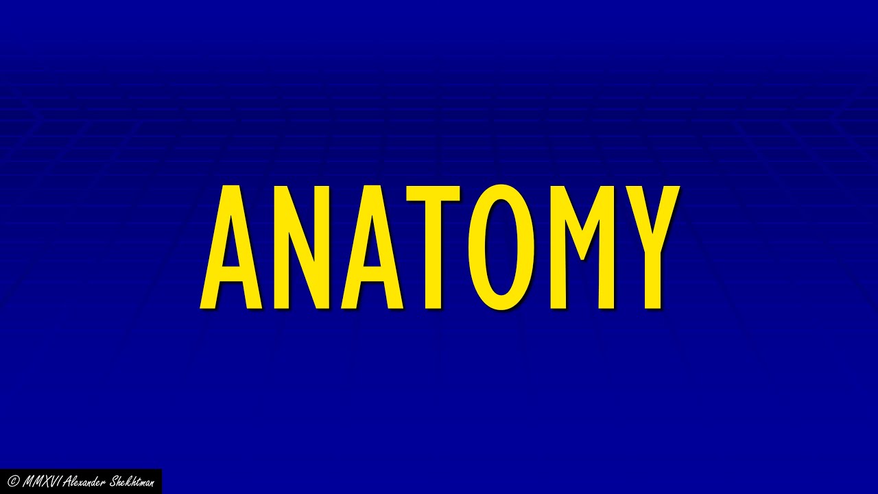90 ANATOMY Jeopardy! Clues of the Week YouTube