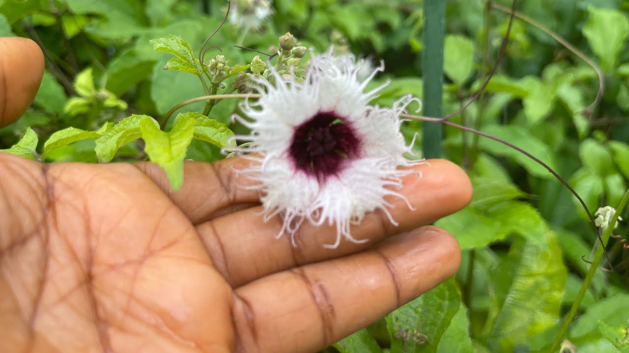 Fluted Pumpkin Farming (USA) Updates: Are these UGU Male Flowers? How To Identify Male vs Female Ugu