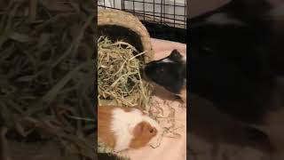 Guinea pigs eating #reels #guineapigseating #guineapig #guineapigoftheday #guineapiggy #guineapigs