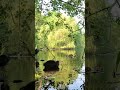 Семейка лысух на озере Coot family on the lake #birds #animals #cute #cuteanimals #shorts