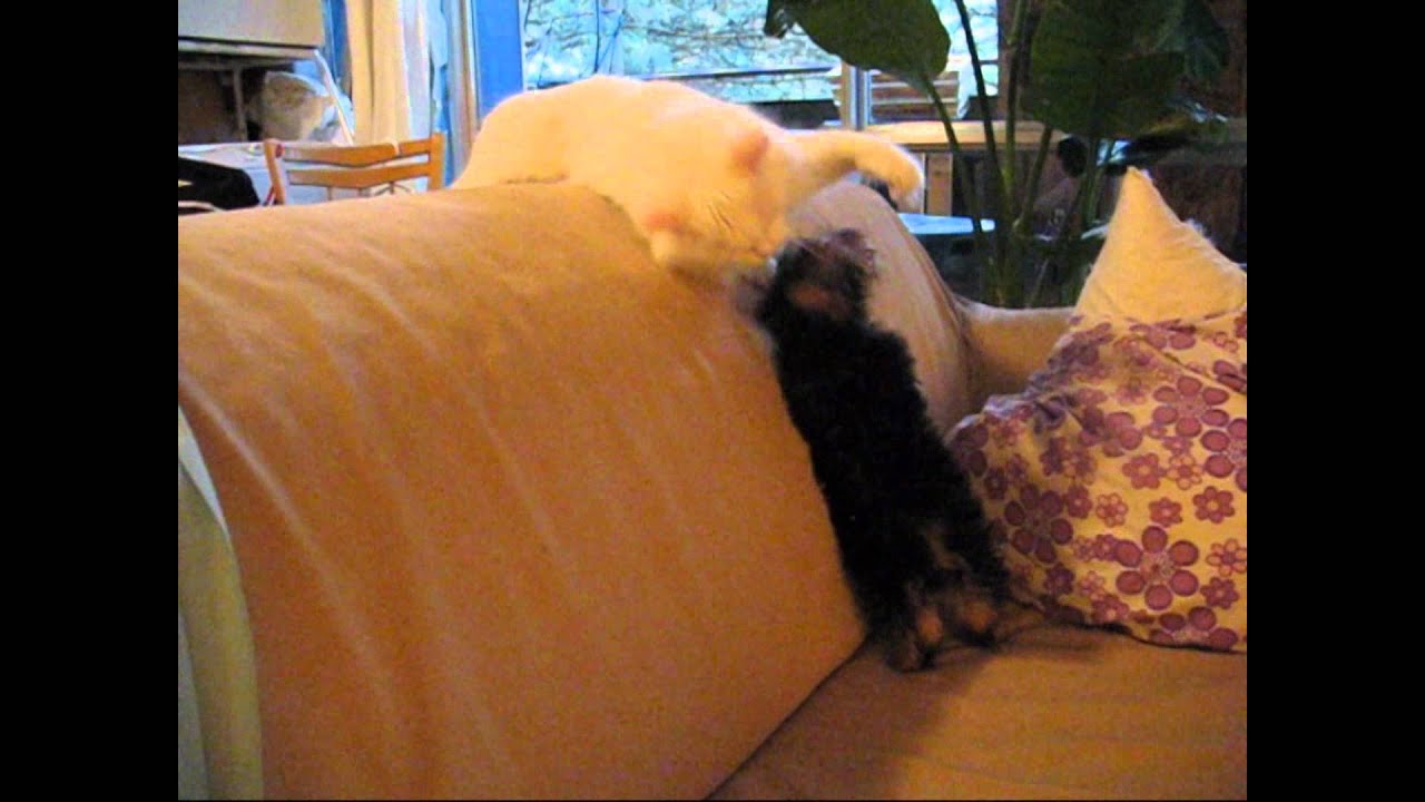 Cat Smacks Puppy YouTube