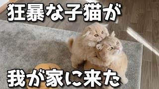 子猫が我が家にきた先住猫とうまくいくかな