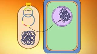 Use of Agrobacterium Tumefaciens as a Tool for Genetic Engineering of Plants.mp4