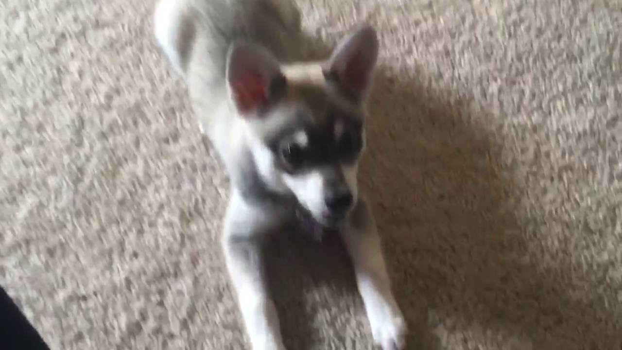 Mia the Alaskan Klee Kai | Learning "leave it" 2.0