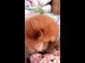 歯がかゆい~
