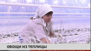 Овощи из теплицы. Новости. GuberniaTV