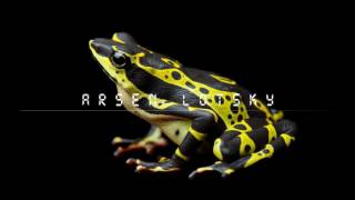 Djembes Sax Frog - Album: Animals