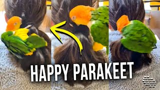 Precious Parakeet Play Happily on Girl’s Shoulders Left and Right