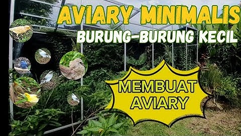MEMBUAT AVIARY MINIMALIS 3m x 3m x 3m