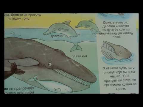 Video: Koje Su životinje Morski Sisari