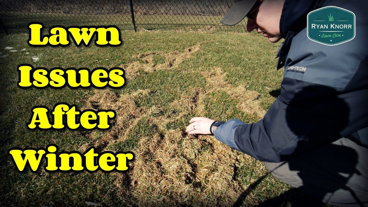 The First Look At My Lawn in 2019 - YouTube