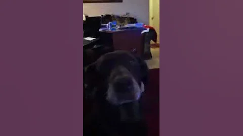 You hungry