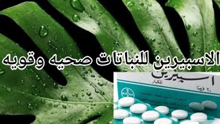 الأسبيرين لنبات صحي وقوي ،Aspirin for a healthy and strong plant