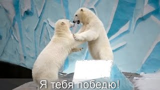Спокойная жизнь надоела медвежатам! Сестренки боролись друг с другом, а затем решили победить Герду. Видео: Спокойная жизнь надоела медвежатам! Сестренки боролись друг с другом, а затем решили победить Герду.