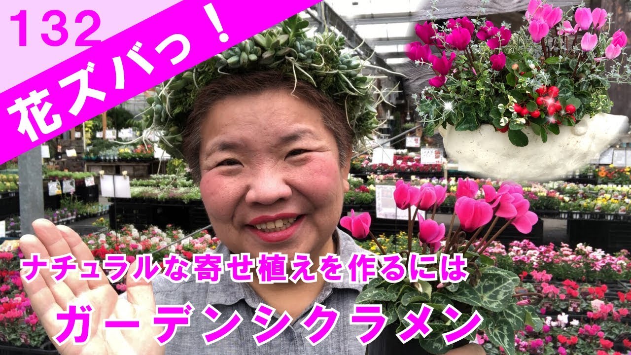 ガーデンシクラメンcyclamen Persicum寄せ植えギャザリングにナチュラルに使うコツ 花ズバっ 132旬の花とその使いかた紹介 花創人ガーデニング教室 Youtube