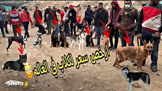 اسعار الكلاب في سوق الجمعة سوق السيدة عائشة😱🐶