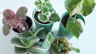 картинка: КОМНАТНЫЕ РАСТЕНИЯ(ЦВЕТЫ).ИЗУМИТЕЛЬНЫЕ НОВИНКИ РАСТЕНИЙ!!!